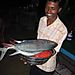 Fish delivery at Radah Nagar beach restaurant