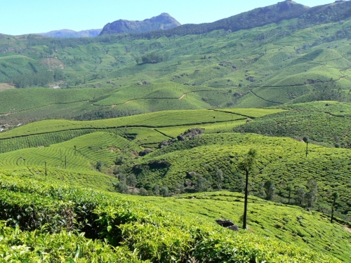 Munnar green