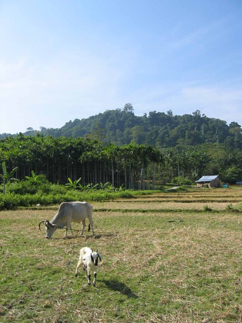 Havelock island landscape